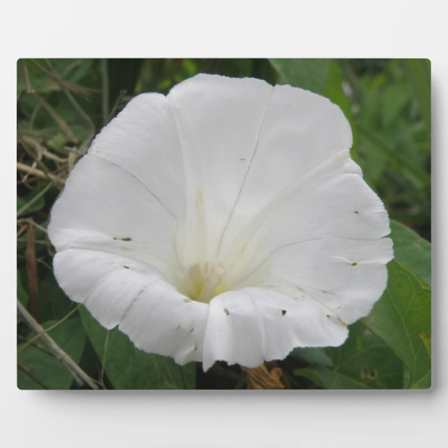 Photo Plutôt Blanc Convolvulus Plaque Fleur (Devant)
