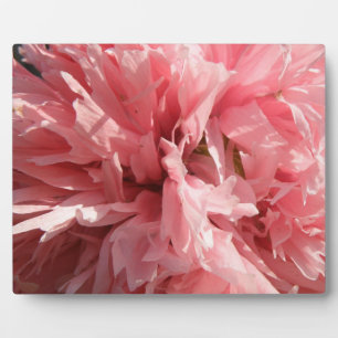 Photo Plutôt rose Pavot Plaque