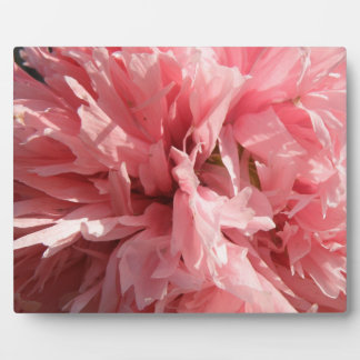 Photo Plutôt rose Pavot Plaque