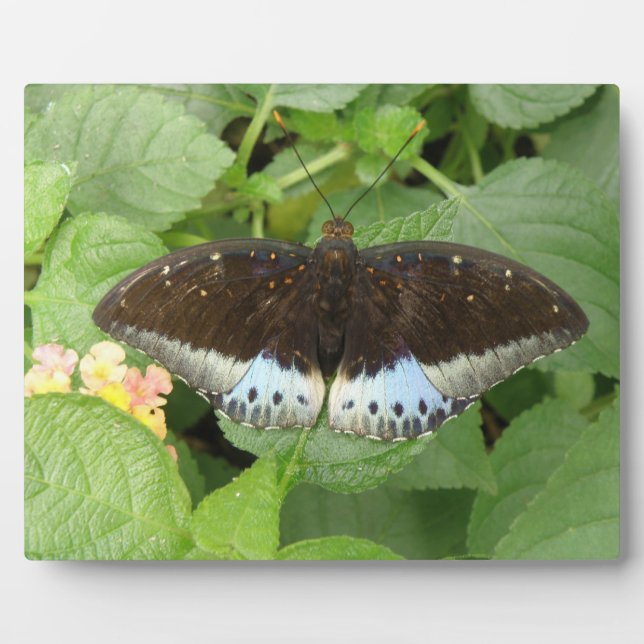 Photo Plutôt Tropical Papillon Plaque (Devant)