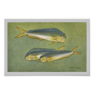 Photo Poisson Dauphin Impression poisson Vintage