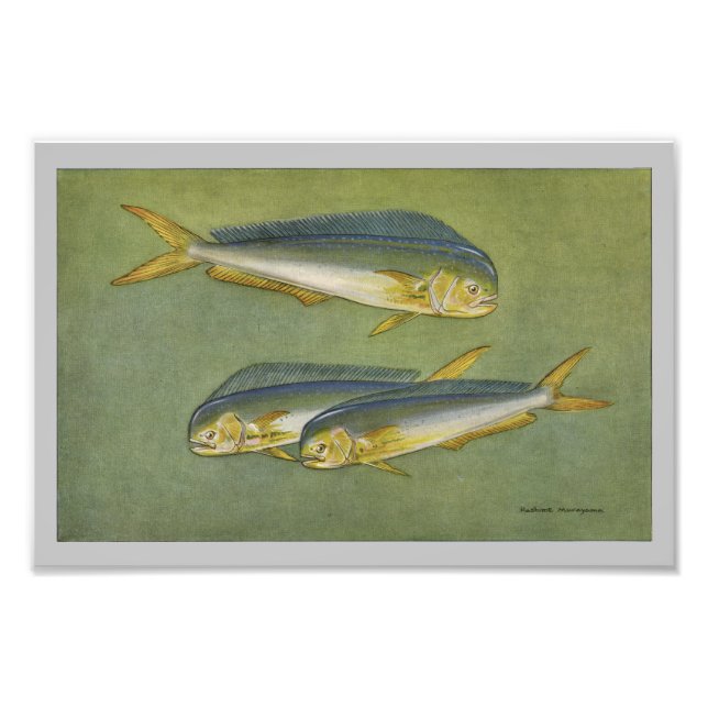 Photo Poisson Dauphin Impression poisson Vintage (Devant)