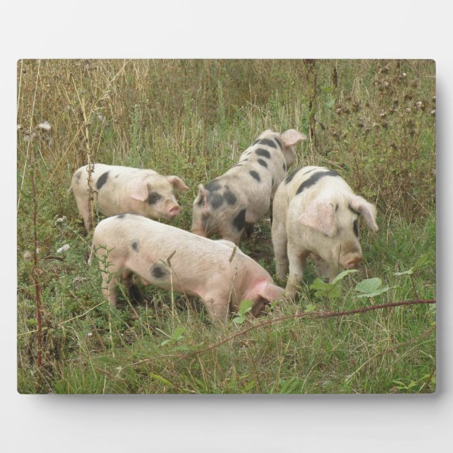 Photo Porcs dans une plaque de campagne (Devant)