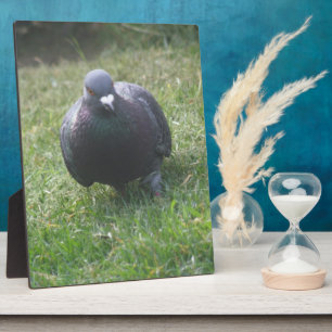 Photo Poser Pigeon Plaque