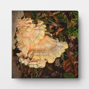 Photo Poulet de la Plaque des Bois