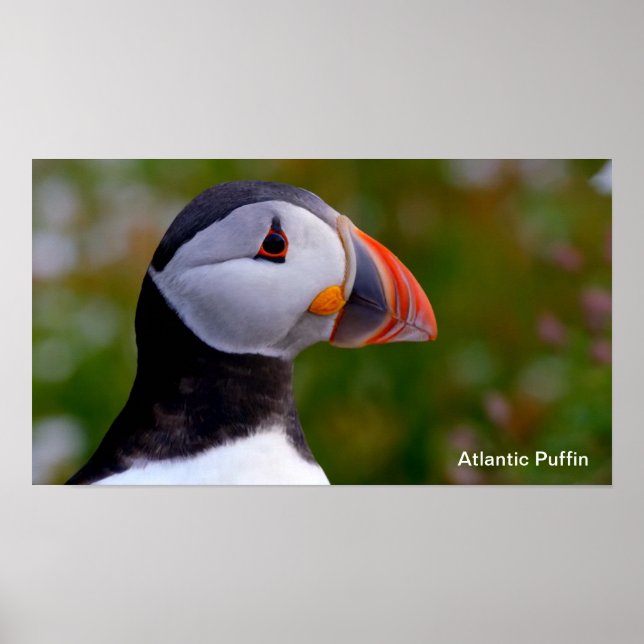Photo Puffin pour Poster (Devant)