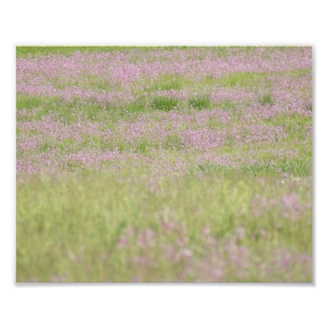 Photo Purple Passion 10 x 8 Impression photographique (Devant)