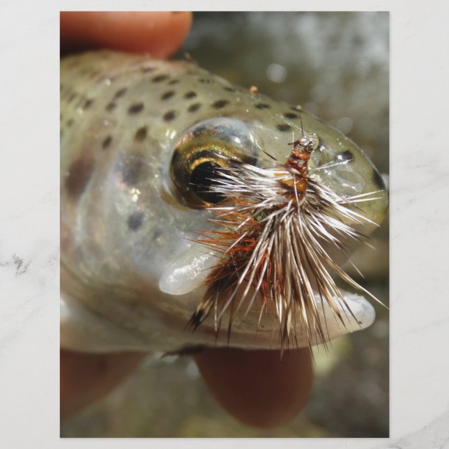 Photo Rainbow Trump (Devant)