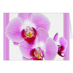 Photo rayonnante de plan rapproché d'orchidée avec