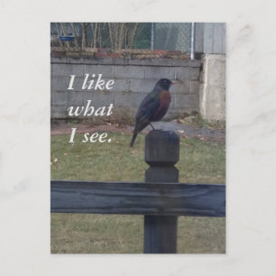 Photo Robin assis sur les cartes postales postales