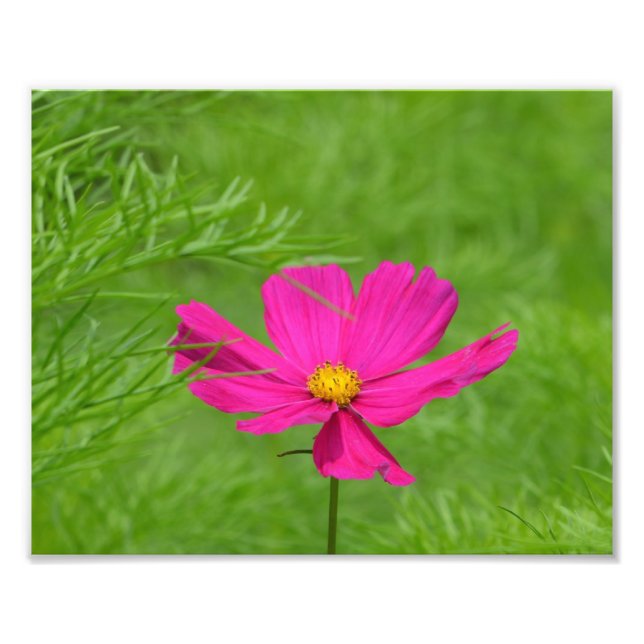 Photo rose Cosmos (Devant)