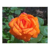Photo Rose de Tropicana