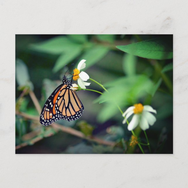 Photo rustique | Carte postale Monarch et Fleur sa (Devant)