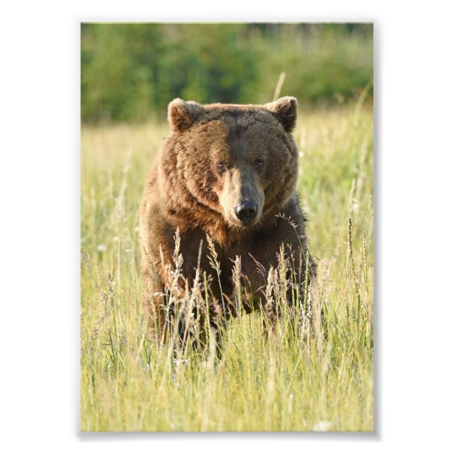 Photo satin 5x7 d'ours grizzly (Devant)