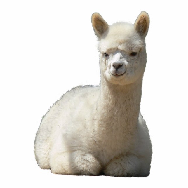 Photo Sculpture Aah sculpture en photo d'alpaga (Devant)