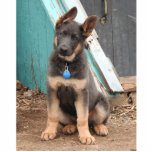 Photo Sculpture Adorable Rare Bleu Berger Allemand Chiot<br><div class="desc">Chiens de Berger Bleus Allemands. Elle a le truc mignon en bas. La couleur bleue est une couleur rare qui est due à un gène récessif que les deux parents doivent porter pour que les petits bleus/gris naissent.</div>