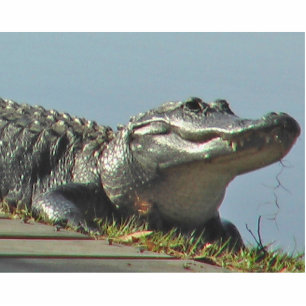 Photo Sculpture Alligator