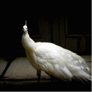 Photo Sculpture Beau paon blanc