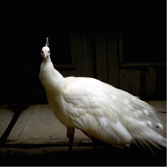 Photo Sculpture Beau Peacock Blanc (Devant)