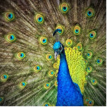 Photo Sculpture Belle photo Peacock<br><div class="desc">Photo d'un beau paon avec de belles plumes.</div>