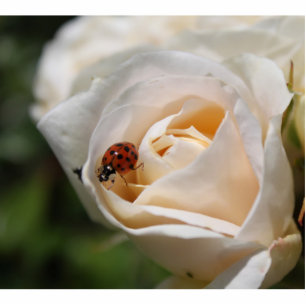 Photo Sculpture belle rose blanche fleur et coccinelle