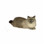 Photo Sculpture Birman Cat<br><div class="desc">Cette sculpture photo est d'un chat Birman mix</div>