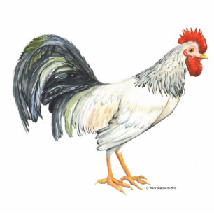 Photo Sculpture Blanc de coq avec des tailfeathers noirs peints à