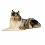 Photo Sculpture blue merrough collie laying<br><div class="desc">RC</div>