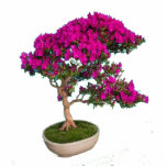 Photo Sculpture Bonsay Fuxia<br><div class="desc">Preciosa foto escultura de un bonsay para decorar tu hogar</div>