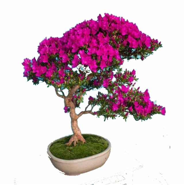 Photo Sculpture Bonsay Fuxia (Devant)