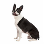 Photo Sculpture Boston Terrier chien belle sculpture photo, cadeau<br><div class="desc">Belle photo d'un boston terrier chien photo sculpture cadeau. Grande idée cadeau pour les amoureux de les chiens</div>