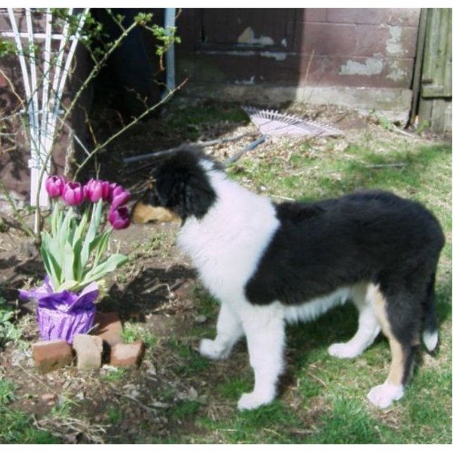 Photo Sculpture Braedyn sent les fleurs (PHOTOSCULPTURE) (Devant)