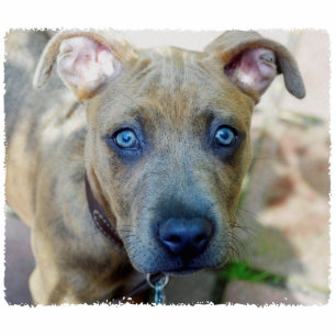 Photo Sculpture Brindle Pit Bull Puppy par Shirley Taylor