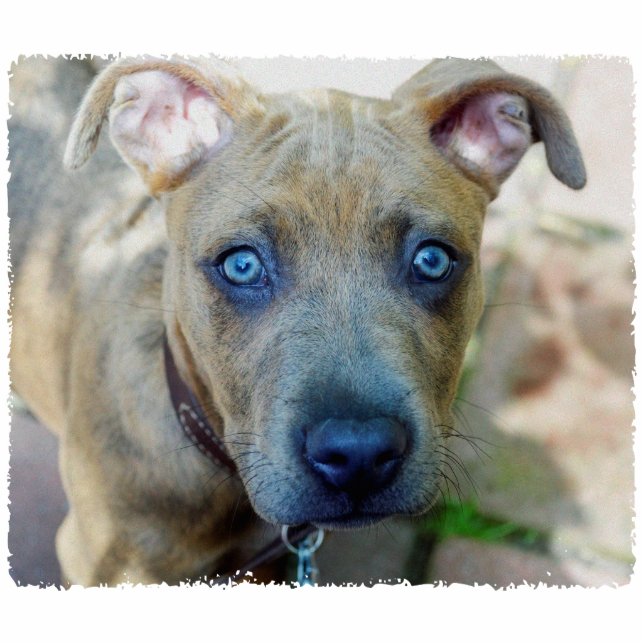 Photo Sculpture Brindle Pit Bull Puppy par Shirley Taylor (Devant)