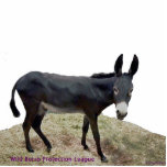 Photo Sculpture Burro noir Photosculpture<br><div class="desc">Veuillez signer cette pétition : __________________________________________________________________________________________________________ de http://www.change.org/petitions/texas-stop-killing-wild-burros pourquoi c'est important ? ... ... ... ... ... ... ... ... ... ... ... ... ... ... ... ... ... ... ... ... ... ... ... .. Moins de 300 burros sauvages restent mais les parcs et la faune du Texas prévoit...</div>