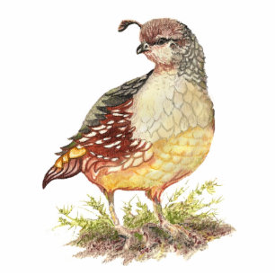 Photo Sculpture Cailles de Californie d'aquarelle, oiseau de