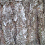 Photo Sculpture Camouflage en bois naturel de Camo d'écorce de pin<br><div class="desc">Photo en bois naturelle de nature de camouflage de Camo d'écorce de pin - customisez ou personnalisez quelconque d'entre ces articles en ajoutant votre propre texte tel que des noms, des endroits ou des choses aussi bien qu'ajoutez vos propres idées de graphiques pour créer les articles uniques et originaux, de...</div>
