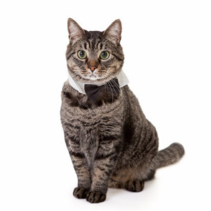 Photo Sculpture Cat à Tuxedo