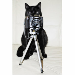 Photo Sculpture Chat avec caméra - Fotoskulptur