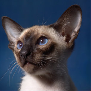 Photo Sculpture Chat de Siamese avec les yeux bleus