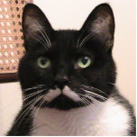 Photo Sculpture Chat de smoking<br><div class="desc">Les chats chacun de smoking sont uniques ceci est une photo de mon caractère de smoking, cela que j'ai voulu partager. Je me suis senti qu'il pourrait sembler bon comme sculpture magent ou en photo à partager avec d'autres fans de chat de smoking ! Appréciez.</div>