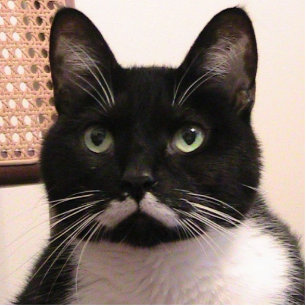 Photo Sculpture Chat de smoking