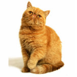 Photo Sculpture Chat persan<br><div class="desc">chat, Persan, rouge, animal, animal familier, bonbon, peau</div>