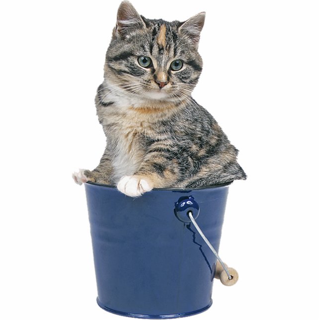 Photo Sculpture Chat tigré (Devant)