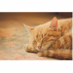 Photo Sculpture Chat tigré orange de sommeil<br><div class="desc">Photographie de plan rapproché d'un chat tigré orange paisiblement de sommeil sur une couverture chaude</div>