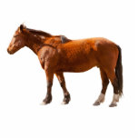PHOTO SCULPTURE CHEVAL<br><div class="desc">Que diriez-vous d'un aimant frais de cheval.</div>