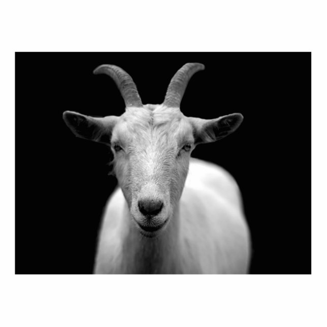 Photo Sculpture Chèvre (Devant)