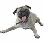 Photo Sculpture Chien de carlin<br><div class="desc">Cette sculpture en photo est d'un beau chien de carlin. Vous pouvez customiser cette conception et la commander dans une série de tailles. Cette conception de chien de carlin est également disponible en tant que le magnet formée, de coupe-circuit, les ornements, les goupilles et porte - clés.</div>