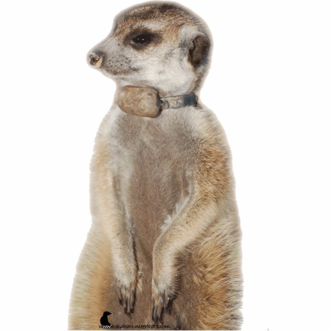 Photo Sculpture Chien de Rocket - sculpture en photo (Devant)