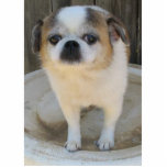 Photo Sculpture Chien de souffle<br><div class="desc">Ma peu de croix de carlin/chiwawa.</div>